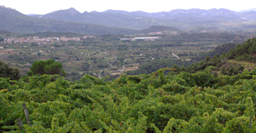 Catalonia Vineyards